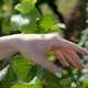 Крем для рук Vinesime le clos chardonnay 50мл, зображення 3